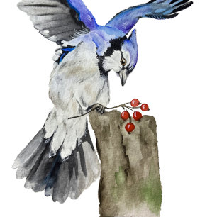 T-shirt Jay bleu d'oiseau de la forêt