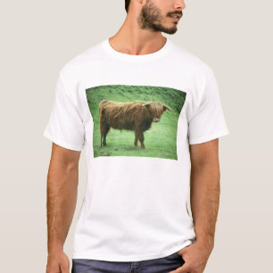 T-shirt Jeune bovin des Highlands, île de Mull, Intérieur