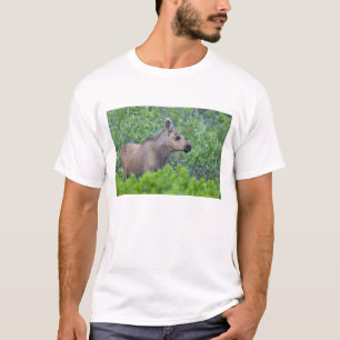 T-shirt Jeune orignal dans la vallée de Many Glacier