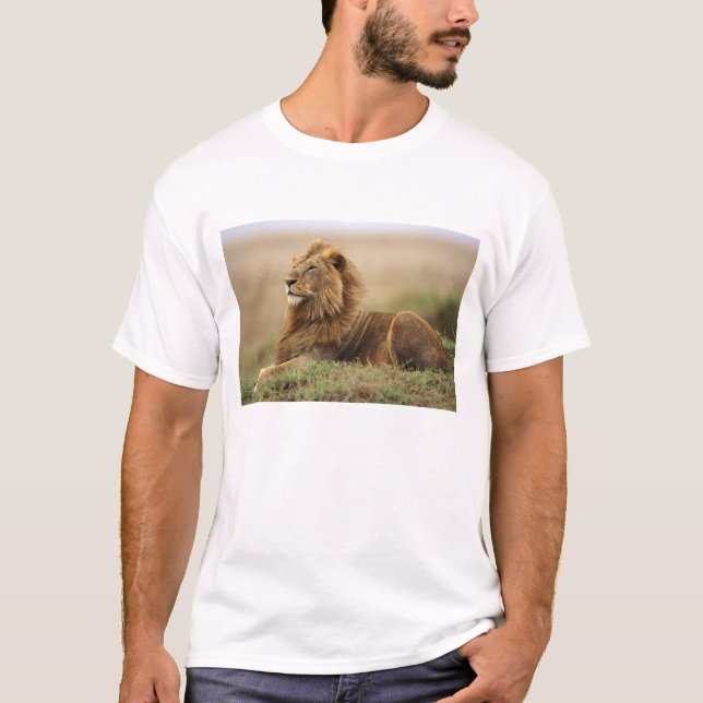 T-shirt Kenya, Masai Mara | Lion mâle (Devant)