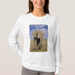 T-shirt Kenya : parc national d'Amboseli, éléphant mâle