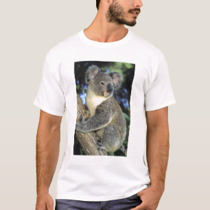 T-shirt Koala, Phascolarctos cinereus), Australie,