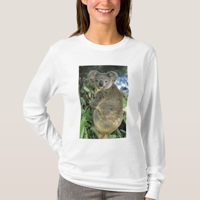 T-shirt Koala, Phascolarctos cinereus), en danger, (Devant)