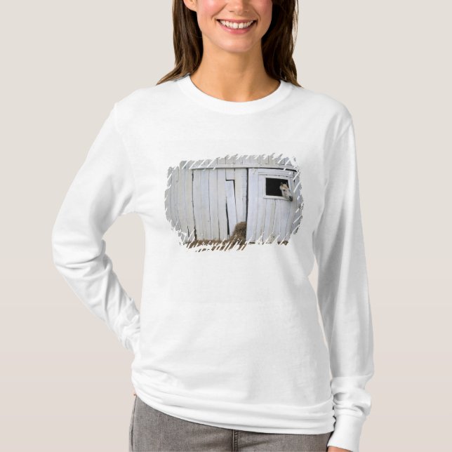 T-shirt Le collage de cheval dirigent la fenêtre de grange (Devant)