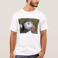 Le Puffin Atlantique, un oiseau marin pélagique