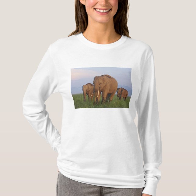 T-shirt Les éléphants indiens dans les Prairies (Devant)