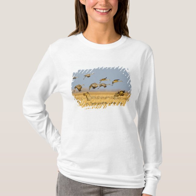 T-shirt Les grues de Sandhill atterrissent dans les champs (Devant)