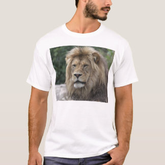 T-shirt Lion