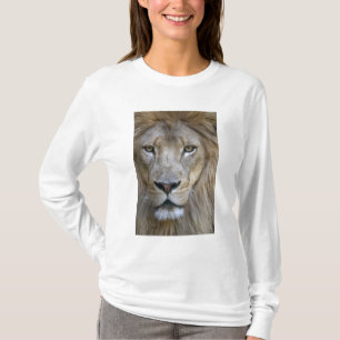 T-shirt Lion adulte mâle au zoo de Sacramento, CA