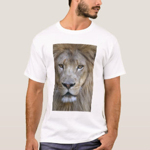 T-shirt Lion adulte mâle au zoo de Sacramento, CA