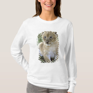 T-shirt lion africaine, Panthera leo), Tanzanie,