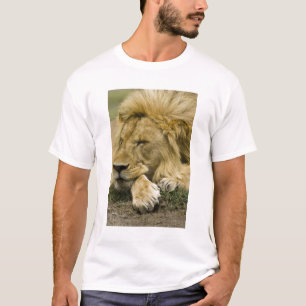T-shirt Lion d'Afrique, Lion panthère, endormi