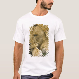 T-shirt Lion d'Afrique, Panthera leo, couché endormi