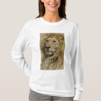 Lion d'Afrique, Panthera leo, Portrait d'un