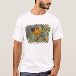 T-shirt Loriot de Baltimore