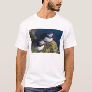 T-shirt Macareux atlantique (Fratercula arctica) 7