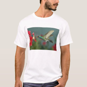 T-shirt mâle se nourrissant sur Petunia, Madera Canyon, Ar