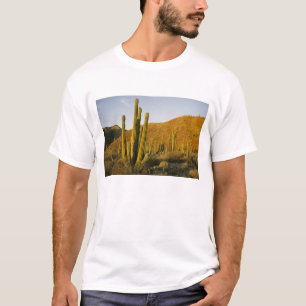 T-shirt Mexique, Basse-Californie, île Santa Catalina, Mer