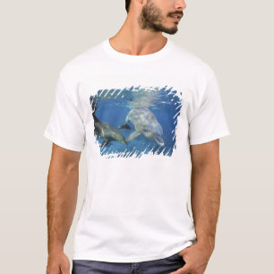 T-shirt Mexique, Cozumel. Grand dauphin, Tursiops 5
