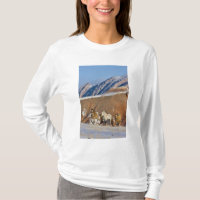 Montagnes Big Horn, Chevaux courant