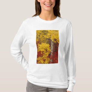 T-shirt NA, États-Unis, Washington, Wenatchee National Fo