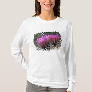 T-shirt NA, USA, Arizona, Sonoran Desert.Hérisson