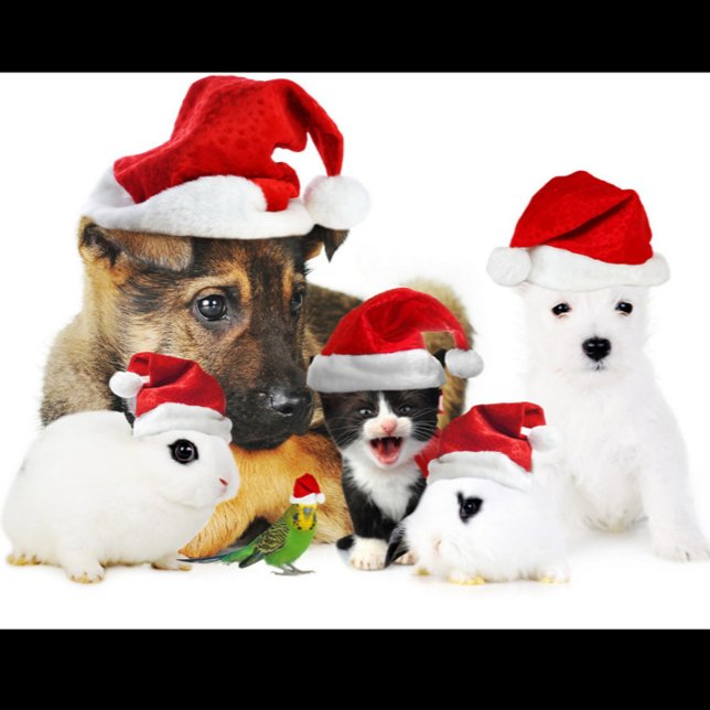 T-Shirt Noël animal (A group of pets wearing Santa hats!)