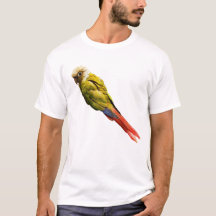 Numchoke - la Conure à joues vertes