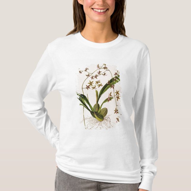 T-shirt Odontoglossum Hastatum (Devant)