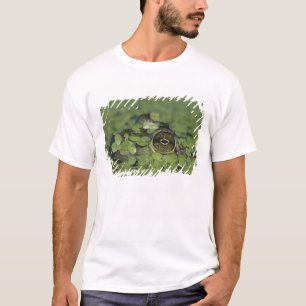 T-shirt Ouaouaron, Rana catesbeiana, adulte dans la lentil