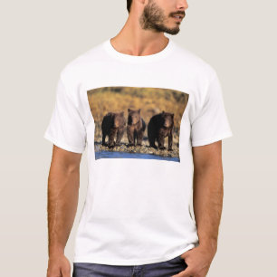 T-shirt Ours grizzly, ours brun, oursons, Katmai National
