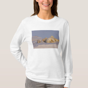 T-shirt ours polaire, Ursus maritimus, femelle jouant