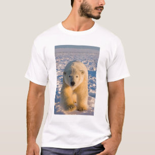 T-shirt ours polaire, Ursus maritimus, ours polaire sur gl