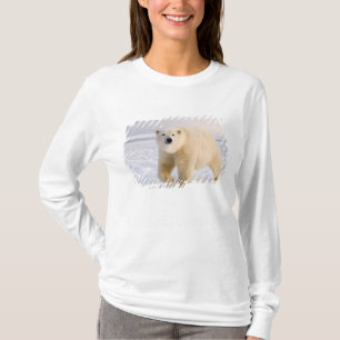 T-shirt ours polaire, Ursus maritimus, sur glace et neige,