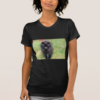 T-shirt Pablo le Pomeranian