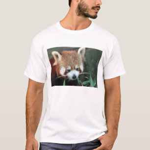 T-shirt Panda roux, Taronga Zoo, Sydney, Australie