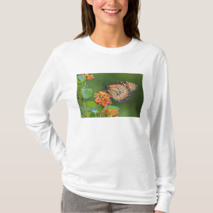 T-shirt papillon soldat (Danaus eresimus) en train de se n