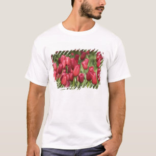 T-shirt Pays-Bas (aussi appelé Hollande), Lisse. Keukenhof