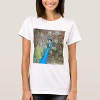 Peacock with Feathers Out - Homme Bird - Photo
