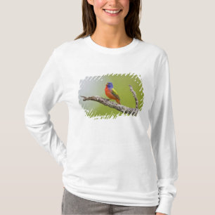 T-shirt Peint Bunting Passerina ciris) chant masculin