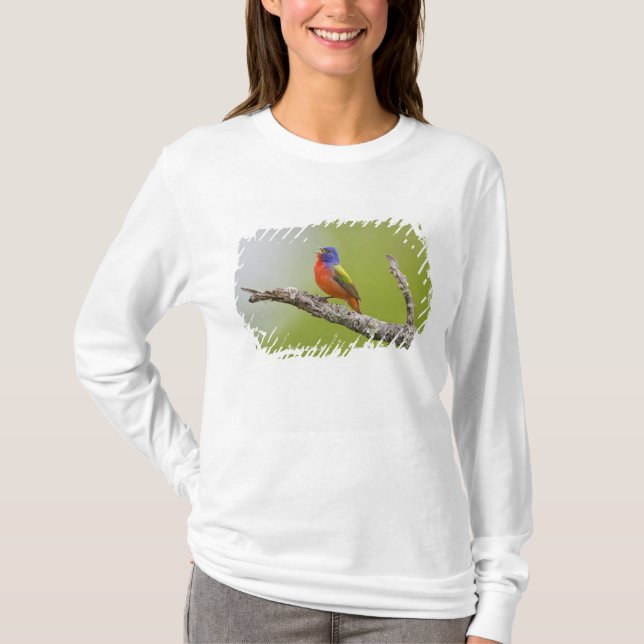 T-shirt Peint Bunting Passerina ciris) chant masculin (Devant)