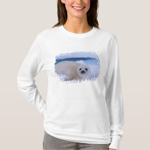 T-shirt Phoque de Groenland Amérique du Nord, Canada, Québ