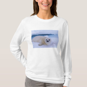 T-shirt Phoque de Groenland Amérique du Nord, Canada, Québ