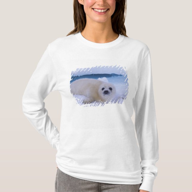 T-shirt Phoque du Groenland Amérique du Nord, Canada, Québ (Devant)