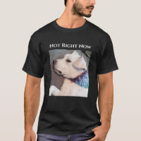 Photo de Funny Lazy Dog Portant une écharpe