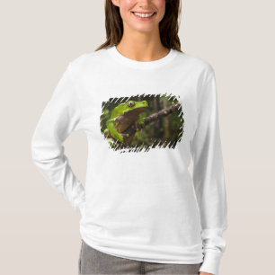 T-shirt Phyllomeduse bicolore (Phyllomedusa bicolor)