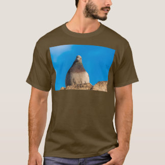 T-shirt Pigeon assis sur un mur de pierre