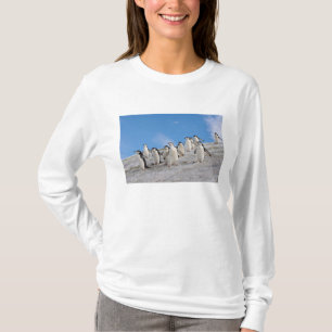 T-shirt Pingouins   Pygoscelis Antarctique