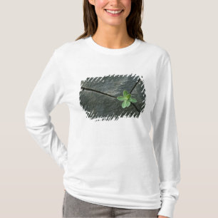 T-shirt Plante s'élevant à Boulder criqué