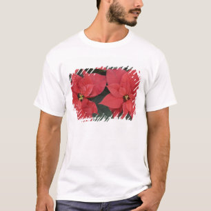 T-shirt Poinsettia rouge détail (Euphorbia pulcherrima)